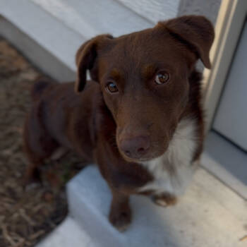 Rescue Chocolate Labrador Retriever and Dachshund Dogs for Adoption in Livingston, Texas - Brownie | PetCurious