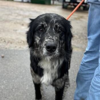 Australian Shepherd Dogs Available for Adoption - Freezer | PetCurious