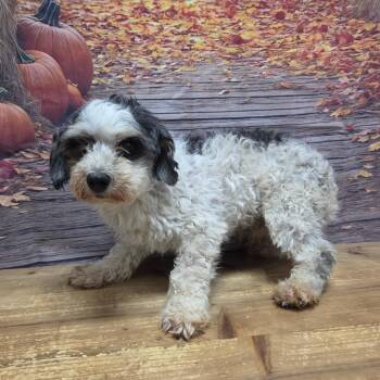 Blizzard -  Yorkshire Terrier and Maltese Dog for Adoption in Normal, Illinois - Blizzard | PetCurious