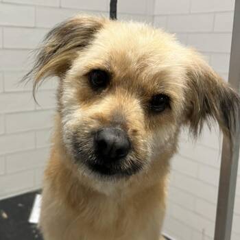 Shih Tzu and Mixed Breed Dogs Available for Adoption - Millie | PetCurious