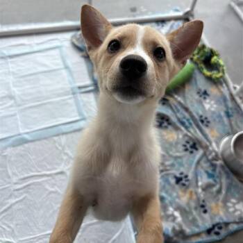 Heidi -  Mixed Breed Dog for Adoption in Bentonville, Arkansas - Heidi | PetCurious