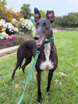 Rescue Greyhound Dogs for Adoption in Coon Rapids, Minnesota - Sadie | PetCurious