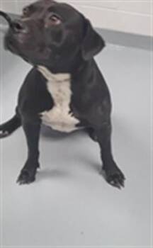 Pit Bull Terrier and Mixed Breed Dogs Available for Adoption in St. Cloud, Florida - PANDORA | PetCurious