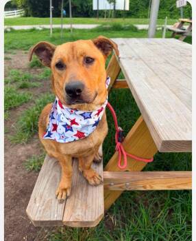 Katniss cs -  Mixed Breed Dog for Adoption in Columbia, Maryland - Katniss Cs | PetCurious