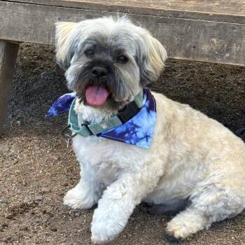 Kurby -  Mixed Breed Dog for Adoption in Medford, Oregon - Kurby | PetCurious