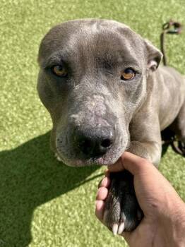Mixed Breed Dogs Available for Adoption in Wichita, Kansas - Doug The Goober | PetCurious