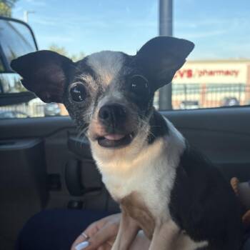 Hachi -  Mixed Breed Dog for Adoption in Allentown, Pennsylvania - Hachi | PetCurious