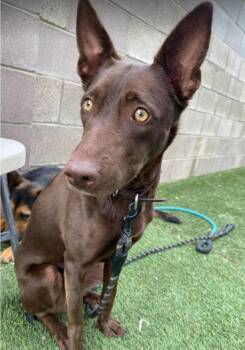 Australian Kelpie Dogs Available for Adoption in Sedalia, Colorado - Annie | PetCurious