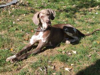 Rescue Great Dane Dogs for Adoption in Chambersburg, Pennsylvania - Quinn | PetCurious