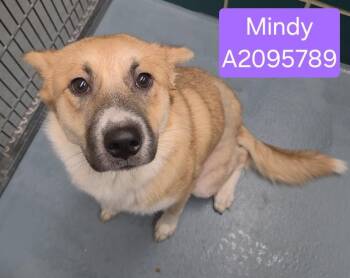 MINDY -  Akita and Mixed Breed Dog for Adoption in Houston, Texas - MINDY | PetCurious