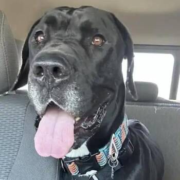 Great Dane and Mastiff Dogs Available for Adoption in Mesa, Arizona - Everest | PetCurious