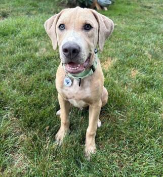 Ronaldo -  Great Dane Dog for Adoption in Alden, New York - Ronaldo | PetCurious