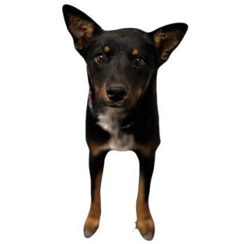 Laramie -  Australian Kelpie Dog for Adoption in Red Bluff, California - Laramie | PetCurious