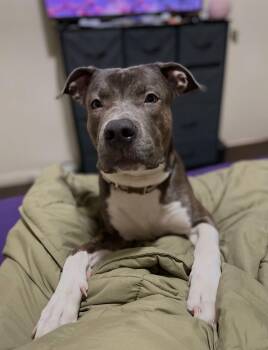 Ace Frehley -  Pit Bull Terrier Dog for Adoption in Hoffman Estates, Illinois - Ace Frehley | PetCurious