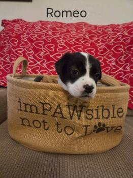 Black Labrador Retriever and Border Collie Dogs Available for Adoption - Romeo | PetCurious