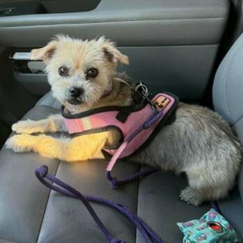 Harper -  Terrier and Mixed Breed Dog Available for Adoption - Harper | PetCurious