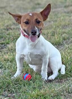 Jack Russell Terrier Dogs Available for Adoption - Zip In TX | PetCurious