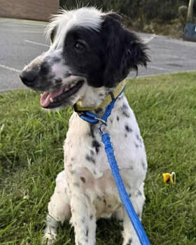 Rescue Spaniel and Poodle Dogs for Adoption in New York, New York - Pongo | PetCurious