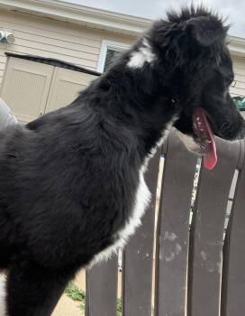 Flat Coated Retriever and Border Collie Dogs Available for Adoption in Fenton, Missouri - Jack | PetCurious