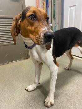Hound Dogs Available for Adoption in Hopkinsville, Kentucky - Alice | PetCurious