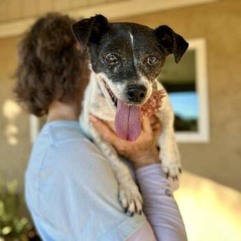 Rescue Jack Russell Terrier Dogs for Adoption in Ramona, California - Porcini | PetCurious