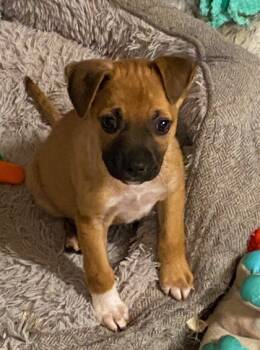 Rescue Labrador Retriever and Chihuahua Dogs for Adoption in Morton Grove, Illinois - Buffy | PetCurious