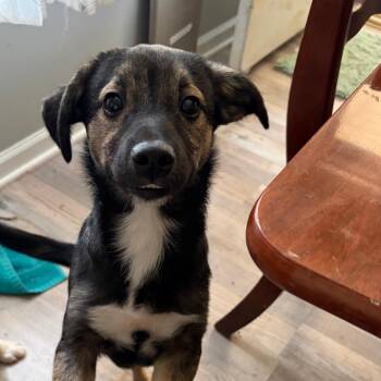 Audie -  Terrier and Mixed Breed Dog for Adoption in Brownsboro, Alabama - Audie | PetCurious