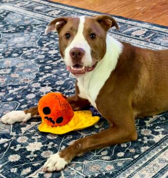 Jumanji -  Bull Terrier Dog for Adoption in Bolivia, North Carolina - Jumanji | PetCurious