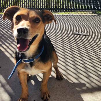 Ozzy -  Beagle and Dachshund Dog for Adoption in Beaumont, Texas - Ozzy | PetCurious