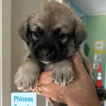 Phineas -  Hound and Beagle Dog for Adoption in Tampa, Florida - Phineas | PetCurious