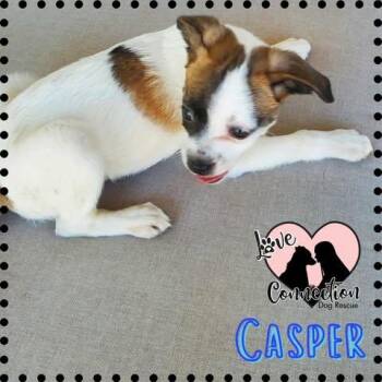 Rescue Pug Dogs for Adoption in Gilbert, Arizona - Casper | PetCurious
