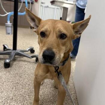 Mixed Breed Dogs Available for Adoption - Klyde | PetCurious