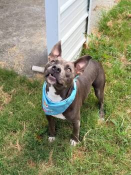 Pepe (AVAILABLE 10/12) -  American Staffordshire Terrier Dog for Adoption in Leverett, Massachusetts - Pepe (AVAILABLE 10/12) | PetCurious