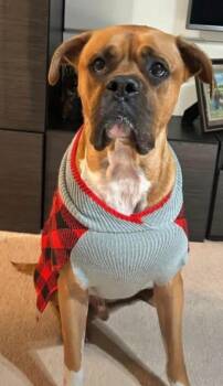 Rocky -  Boxer and American Staffordshire Terrier Dog for Adoption - Rocky | PetCurious