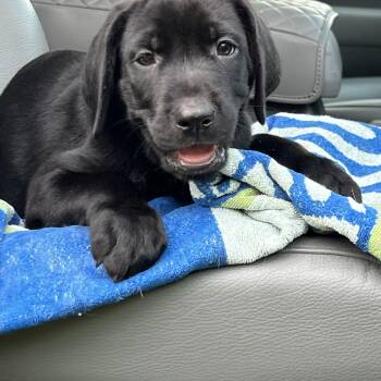 Stella- pics coming soon -  Mixed Breed Dog for Adoption in Mount Pleasant, South Carolina - Stella- Pics Coming Soon | PetCurious