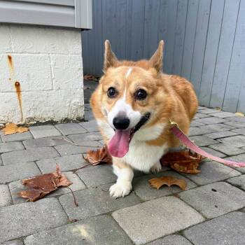 Rescue Cardigan Welsh Corgi Dogs for Adoption in Pataskala, Ohio - Vinny | PetCurious