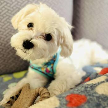 Milo -  Maltese Dog for Adoption in Elmwood Park, Wisconsin - Milo | PetCurious