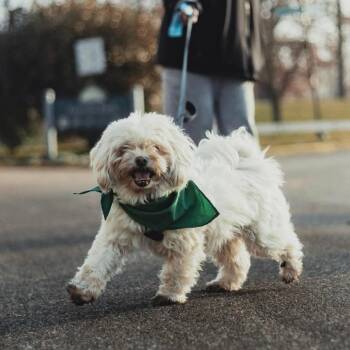 Shih Tzu Dogs Available for Adoption - Sammie | PetCurious