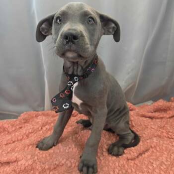 Cane Corso Dogs Available for Adoption in Foley, Alabama - Hudson | PetCurious