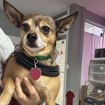 Rescue Chihuahua Dogs for Adoption in Wichita, Kansas - Raisin | PetCurious