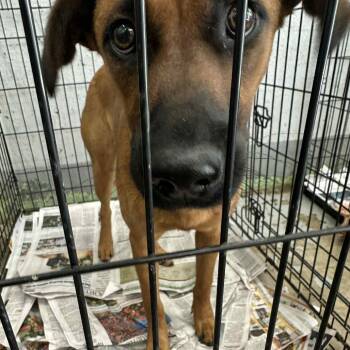 Rescue Mixed Breed Dogs for Adoption in Huntington, West Virginia - Diva Jones Stray Hold 10/16 | PetCurious