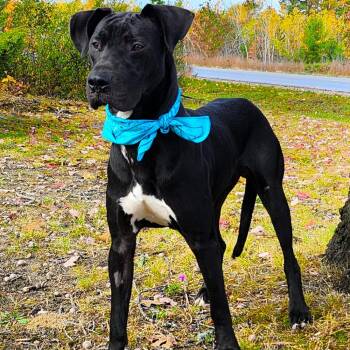 Rescue Great Dane Dogs for Adoption in Cheboygan, Michigan - Arlo | PetCurious