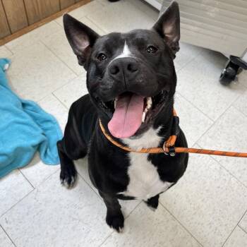 Mixed Breed Dogs Available for Adoption in Columbiana, Alabama - Loki | PetCurious