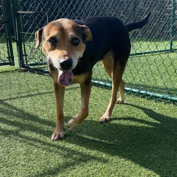 America 0629 -  Mixed Breed Dog for Adoption in Loxahatchee Groves, Florida - America 0629 | PetCurious