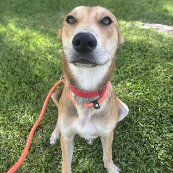 Fletch -  Mixed Breed Dog for Adoption in Pearland, Texas - Fletch | PetCurious