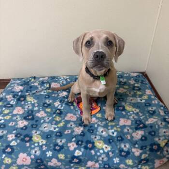 Brunson -  Mixed Breed Dog for Adoption in Douglas, Massachusetts - Brunson | PetCurious