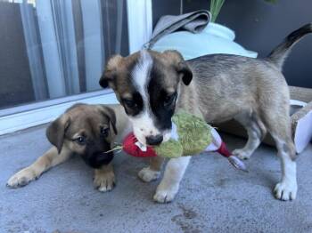 FOXY -  Australian Shepherd Dog for Adoption in Broomfield, Colorado - FOXY | PetCurious