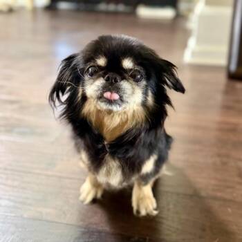 Lucy Blue -  Pekingese and Mixed Breed Dog for Adoption in Huntsville, Alabama - Lucy Blue | PetCurious