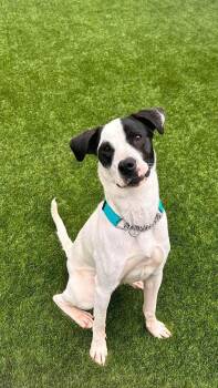 Alice -  American Staffordshire Terrier Dog for Adoption in Delson, Quebec - Alice | PetCurious