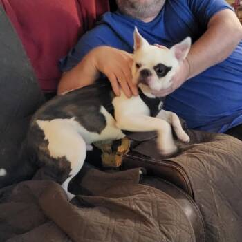 Roscoe -  French Bulldog and Boston Terrier Dog for Adoption - Roscoe | PetCurious